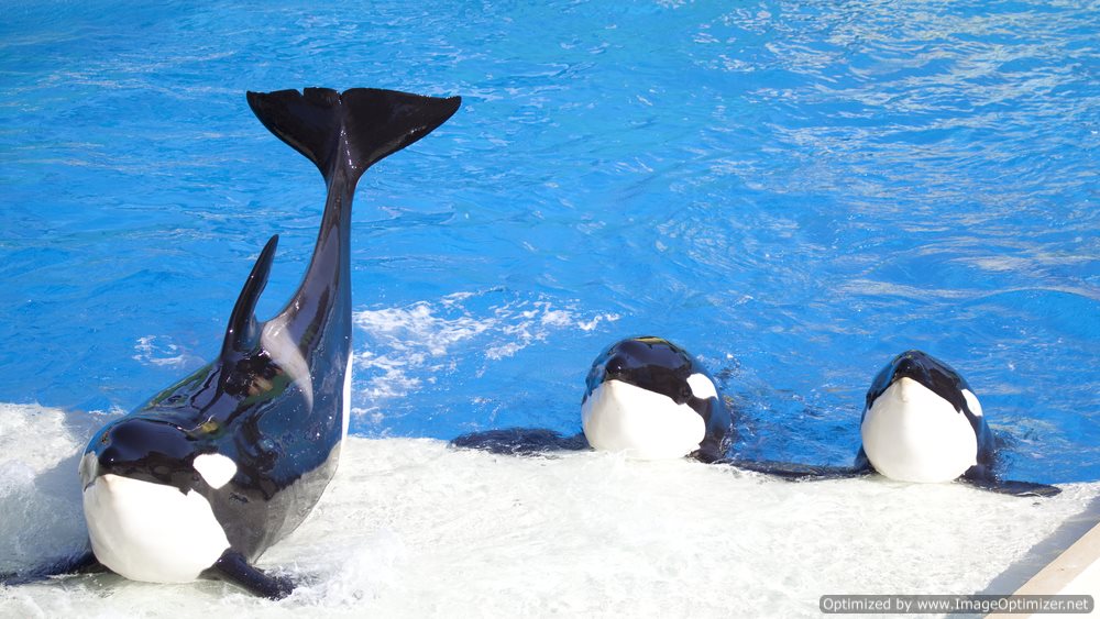 PETA Playing Hardball: Environmental Advocacy Group Purchases a Stake in SeaWorld